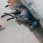 El vídeo más impactante, te emocionará! En el mundo hace falta mas gente como wilson