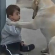 Un Perro que cuida a un niño.