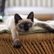 ¿Por qué tu gato es tan independiente?