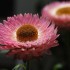 ¡Cúrate al natural! Conoce más acerca de las plantas medicinales
